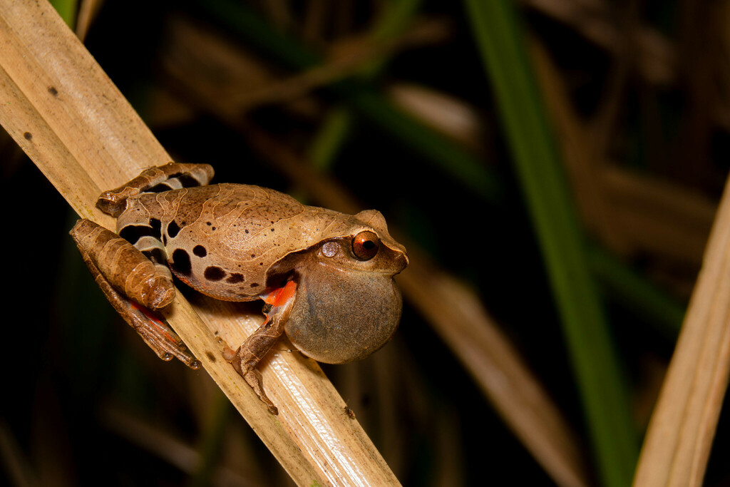 Estrella Treefrog