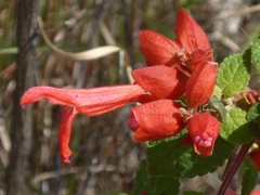 Salvia regla