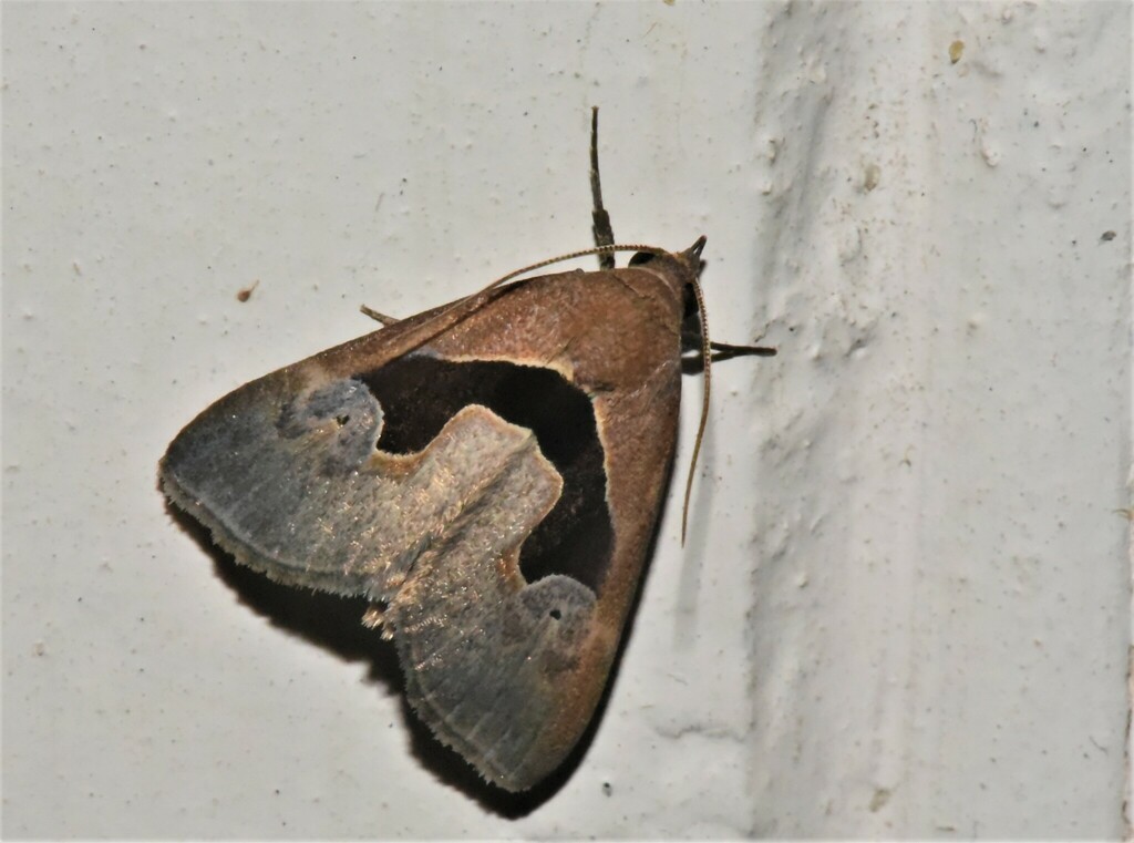 Anoba viossati
