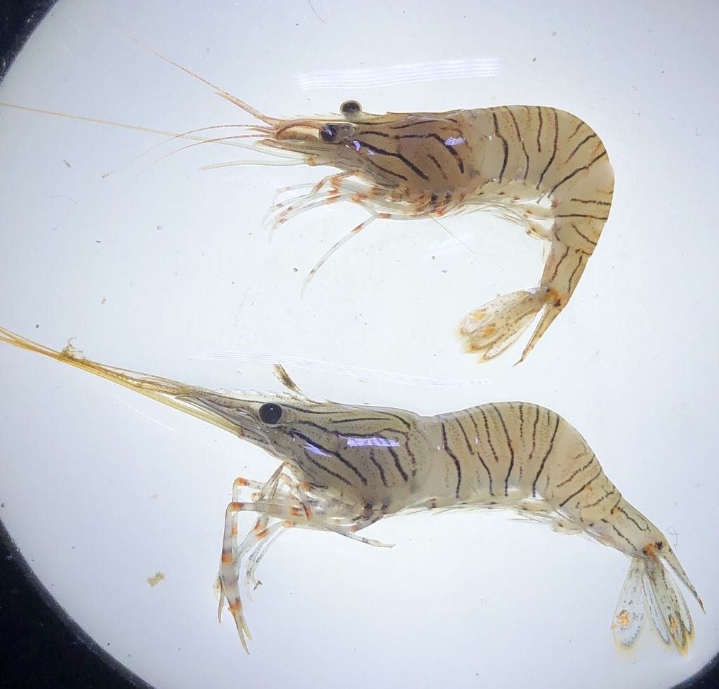 Sand Shrimp