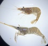 Sand Shrimp - Photo (c) rqy-yong, some rights reserved (CC BY-NC-ND), uploaded by rqy-yong