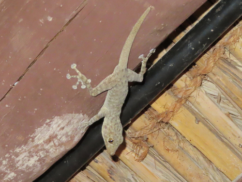 Eastern Arabian Fan-toed Gecko, Ptyodactylus orlovi