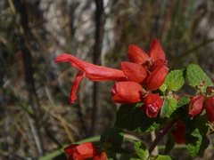 Salvia regla
