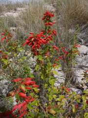 Salvia regla