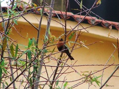 Turdus rufitorques