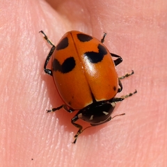 Hippodamia glacialis