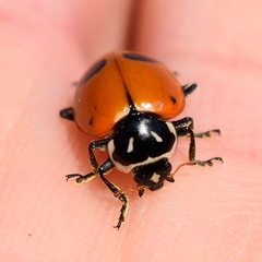 Hippodamia glacialis