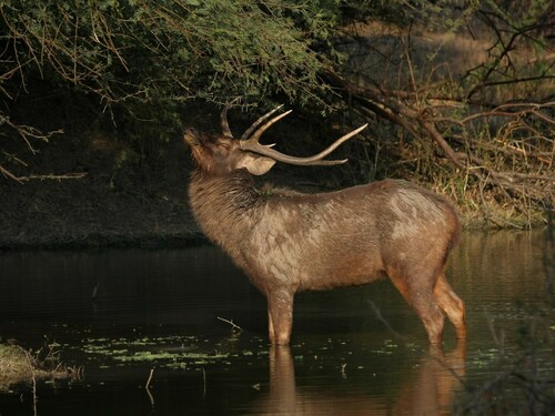 Sambar, photo 6 of 10