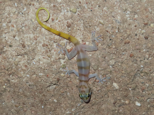 Gallagher's Gecko, Asaccus gallagheri
