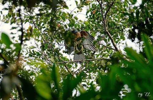 Moluccan Goshawk (Tachyspiza henicogramma), photo 6