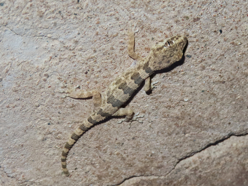 Banded Ground Gecko, Trachydactylus hajarensis