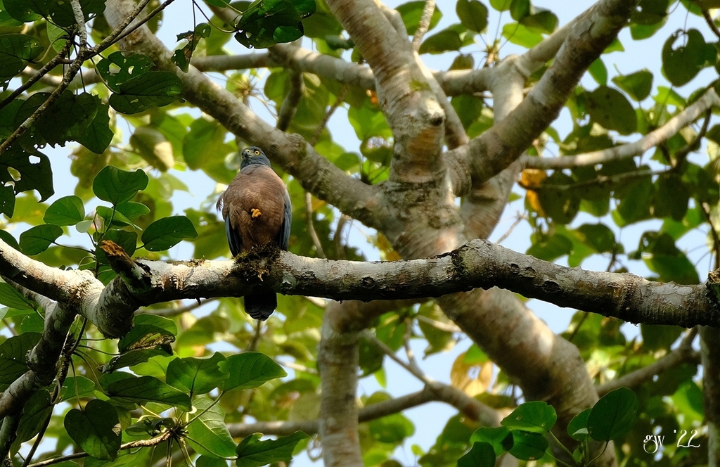Moluccan Goshawk (Tachyspiza henicogramma) photo