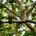 Moluccan Goshawk - Photo (c) Martin Gutewort, some rights reserved (CC BY), uploaded by Martin Gutewort