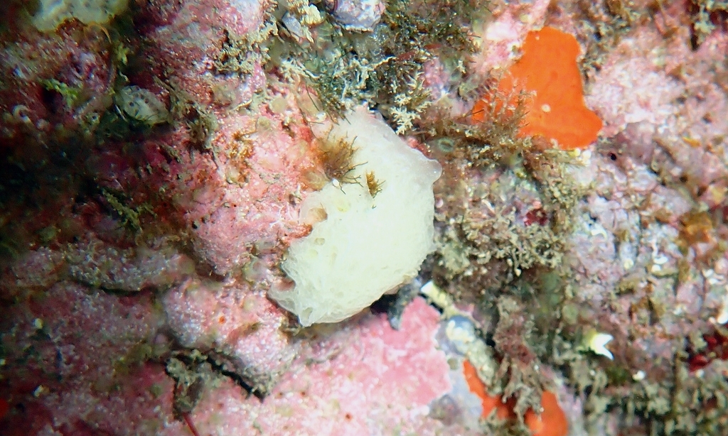 Clathrina clathrus from Espanya on March 05, 2023 at 1146 AM by