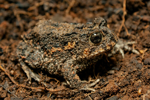 Odontophrynus toledoi