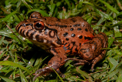Labyrinth Frog, Leptodactylus labyrinthicus