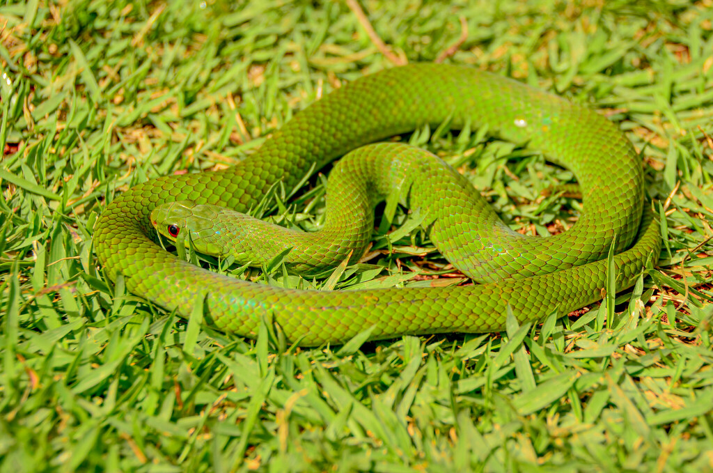 Blind Ground Snake