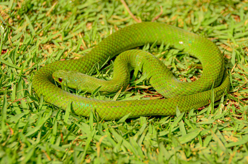 Blind Ground Snake