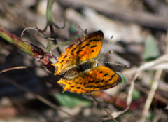 Lycaena ottomanus