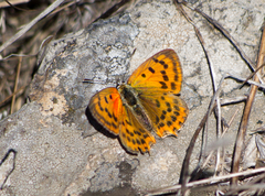 Lycaena ottomanus