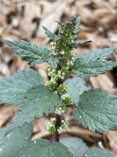 Heartleaf nettle (Urtica chamaedryoides)