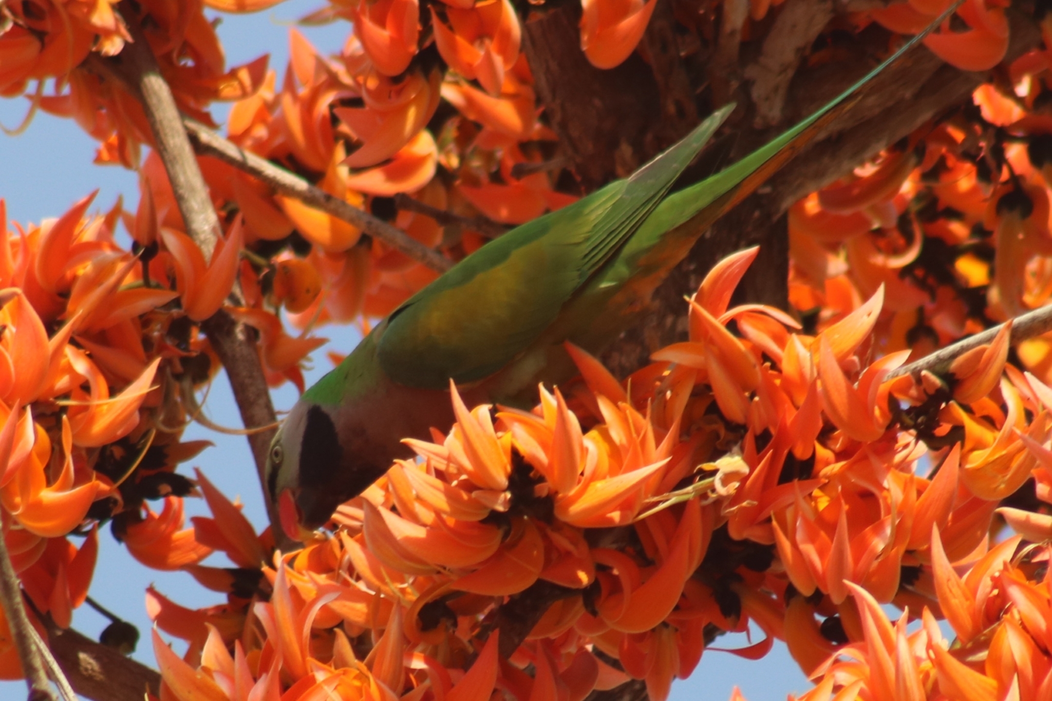 Red-breasted Parakeet