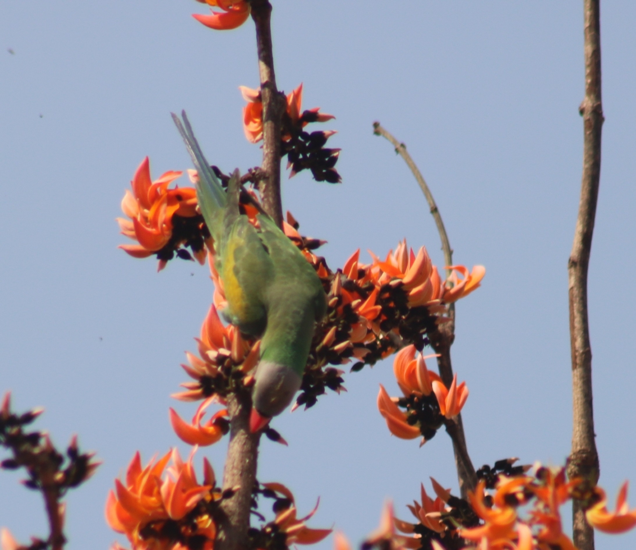 Red-breasted Parakeet