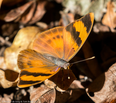 Euphaedra neophron ellenbecki