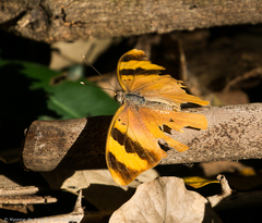 Euphaedra neophron ellenbecki