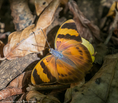 Euphaedra neophron ellenbecki