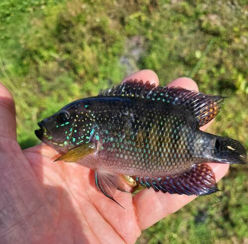 Jack dempsey (Rocio octofasciata) — Cichlidae — 3