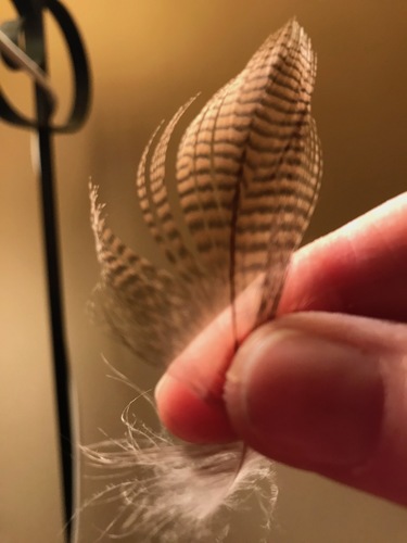 Plume de Harle couronné