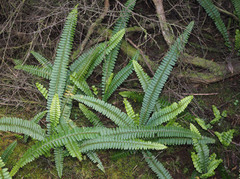 Nephrolepis flexuosa