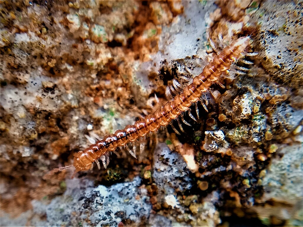 Eroonsomatini