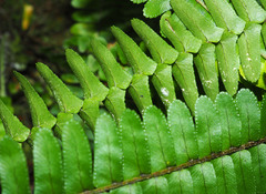 Nephrolepis flexuosa