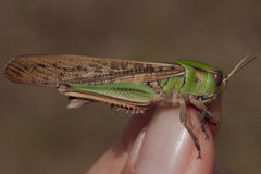 Locusta migratoria cinerascens