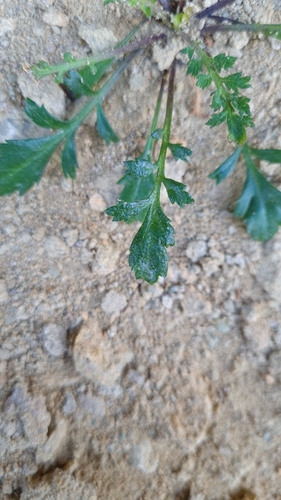 Image of Lepidium desvauxii by no rights reserved