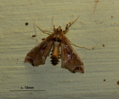 Leucinodes laisalis