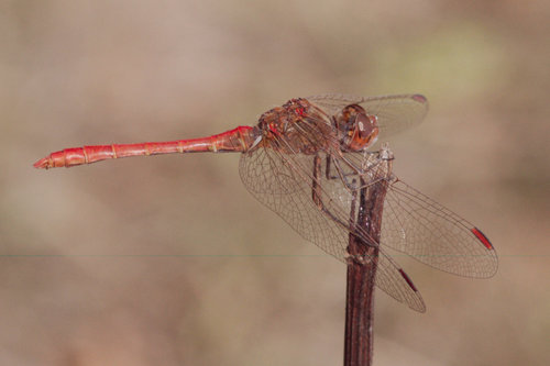 Southern Darter