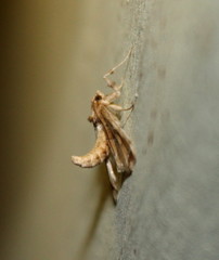 Leucinodes laisalis