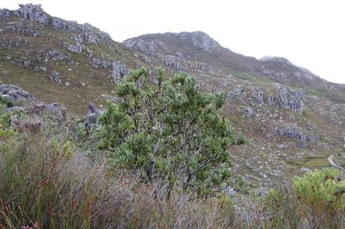 Image of Protea lacticolor by (c) Tony Rebelo, some rights reserved (CC BY-SA)