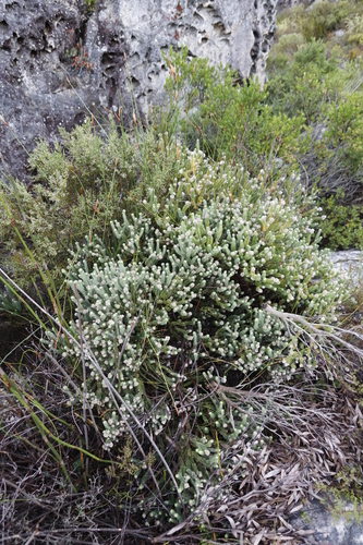 Image of Kogelbergia verticillata by (c) Tony Rebelo, some rights reserved (CC BY-SA)