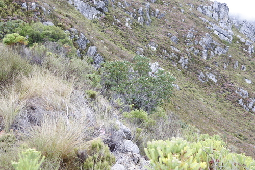 Image of Protea lacticolor by (c) Tony Rebelo, some rights reserved (CC BY-SA)