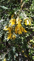 Sophora macrocarpa
