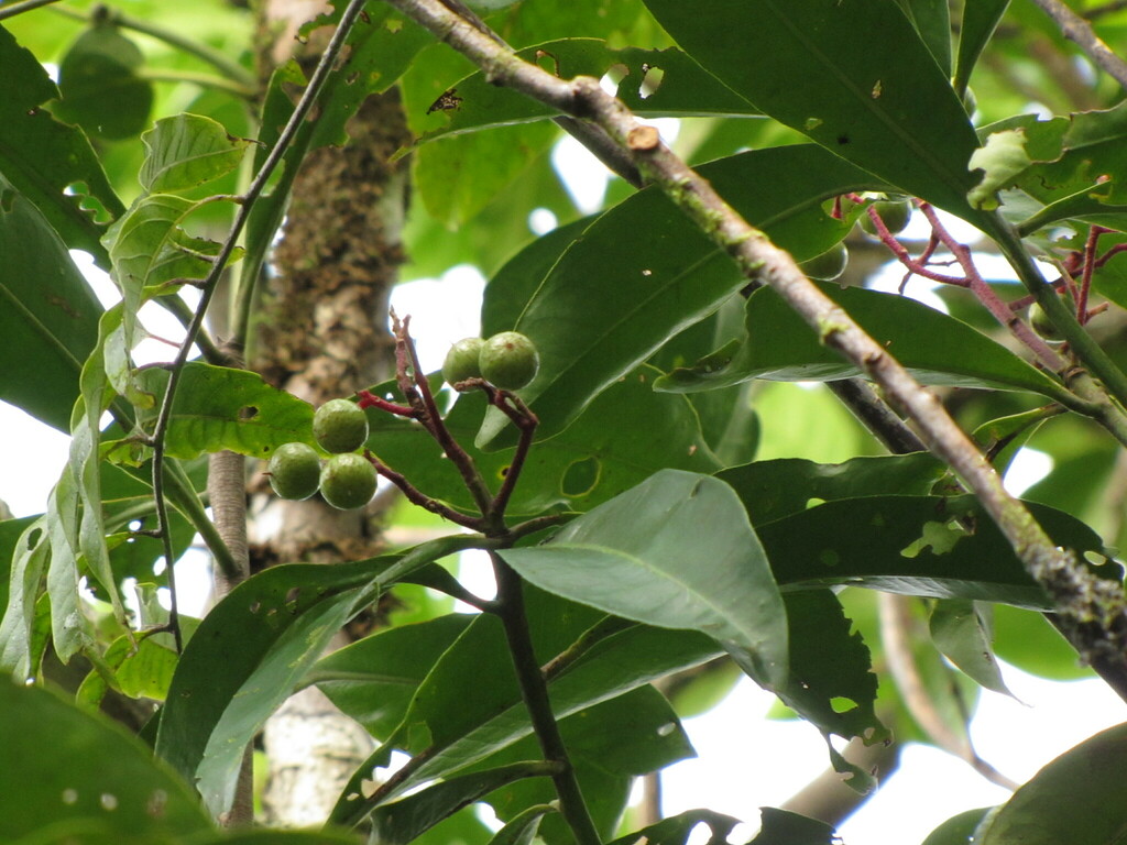 Tapeinosperma robustum