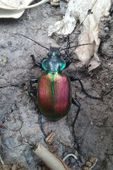 Calosoma sycophanta