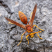 Polistes schach - Photo (c) Gunter Maywald, some rights reserved (CC BY-NC), uploaded by Gunter Maywald