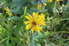 Helianthus mollis