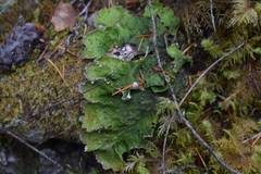 Peltigera britannica