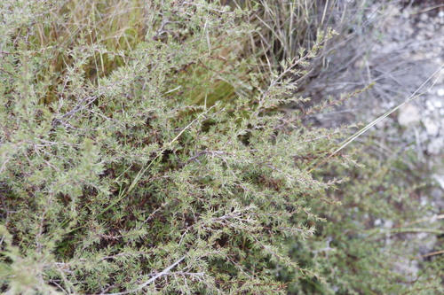Image of Cliffortia atrata by (c) Tony Rebelo, some rights reserved (CC BY-SA)